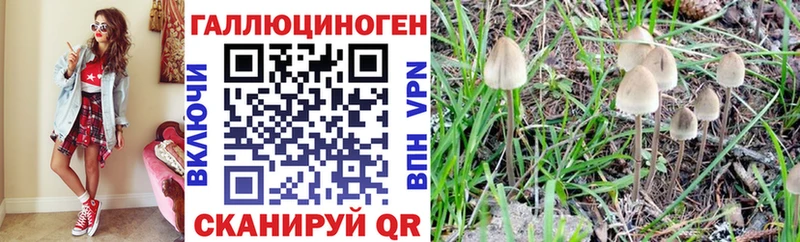 закладки  Пролетарск  Галлюциногенные грибы Psilocybine cubensis 